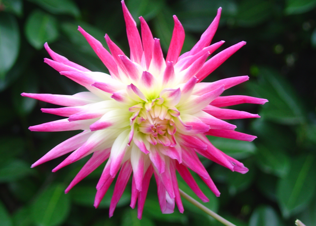 Occupons-nous des dahlias