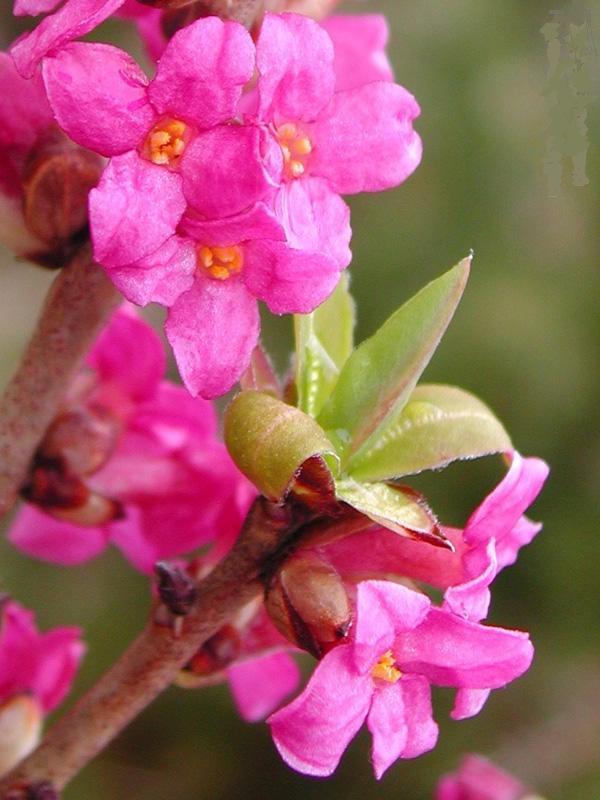 Le daphné mezereum ou bois joli