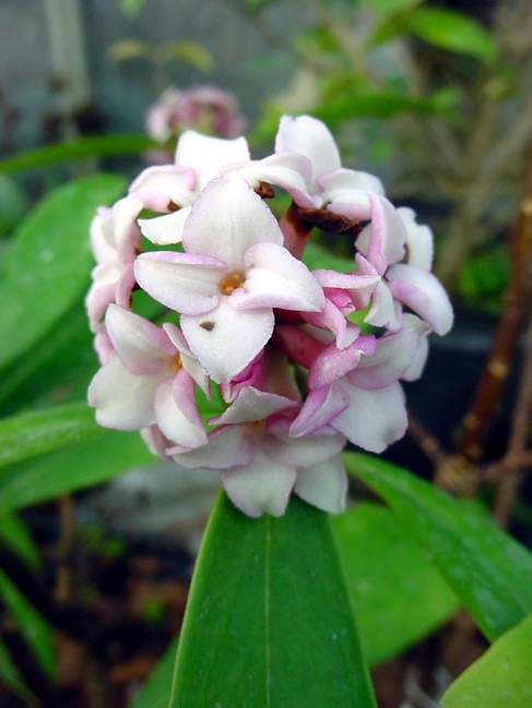 Parfum d’hiver du daphné odora