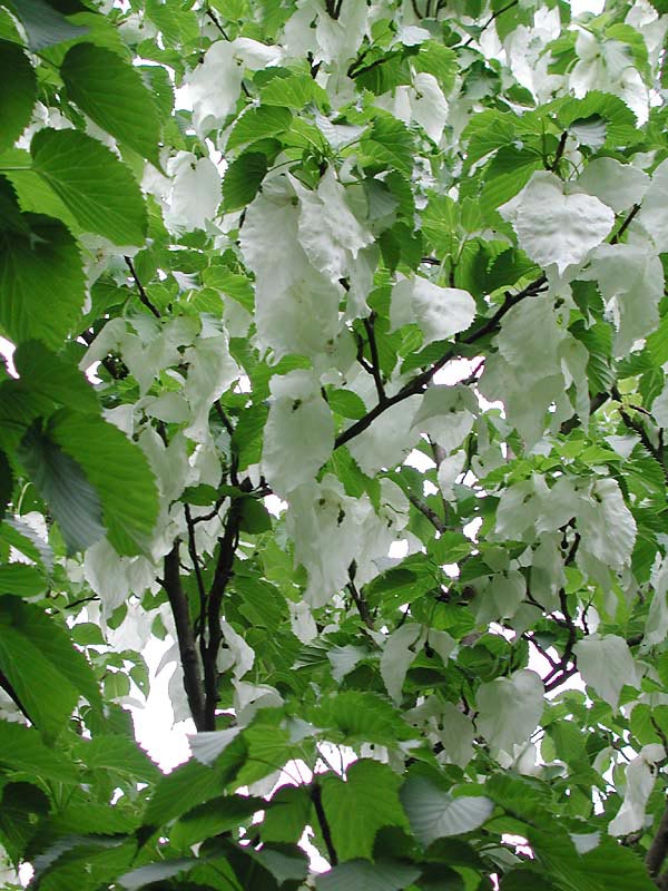 L’arbre aux mouchoirs