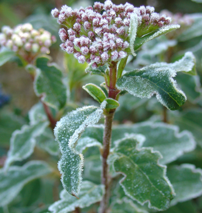 Décembre : froid et neige