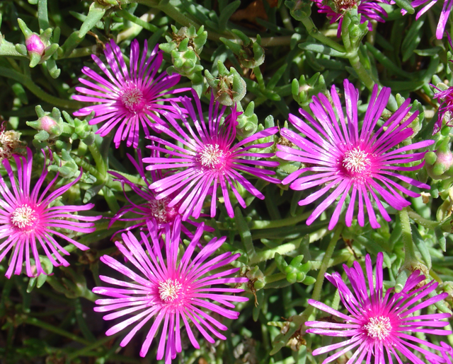 Des plantes succulentes trés florifères :les ficoïdes