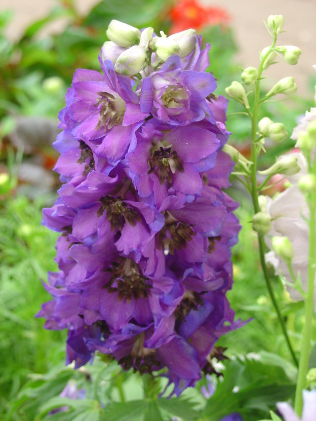 Tuteurez vos delphiniums