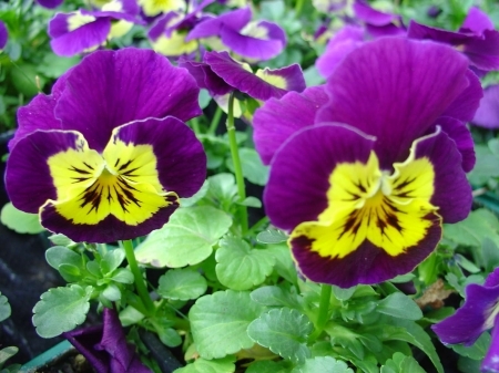 Des pensées pour égayer l’hiver