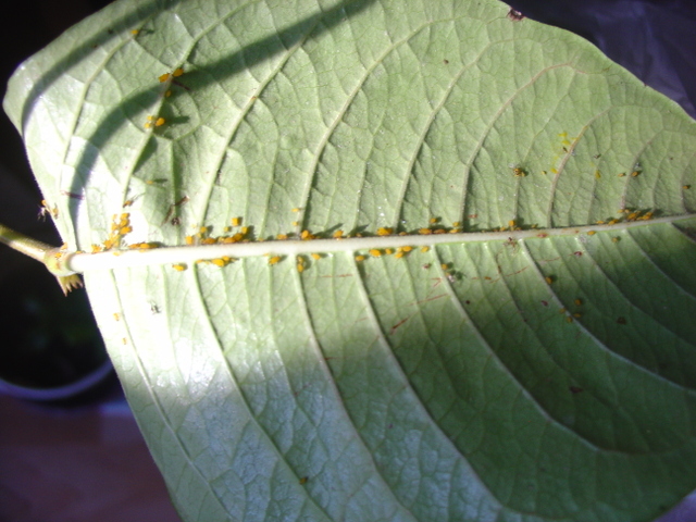 les pucerons passent à l’attaque !