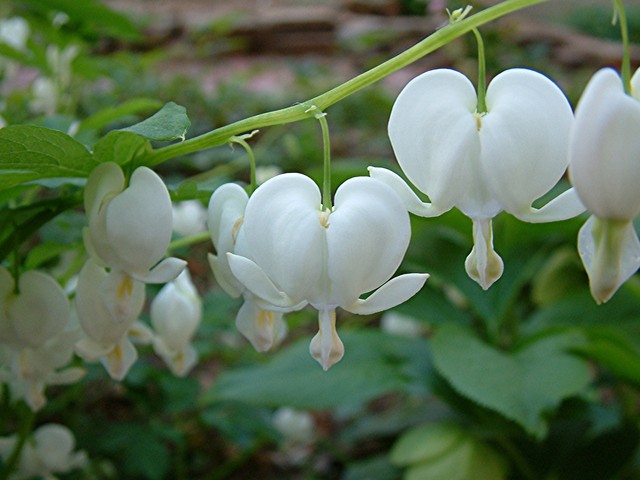Le Dicentra, un coeur à prendre!