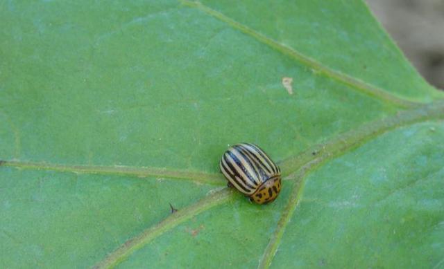 Les doryphores passent à l’attaque