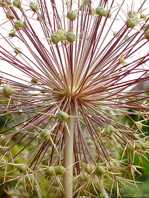 Manifestations du mois de février