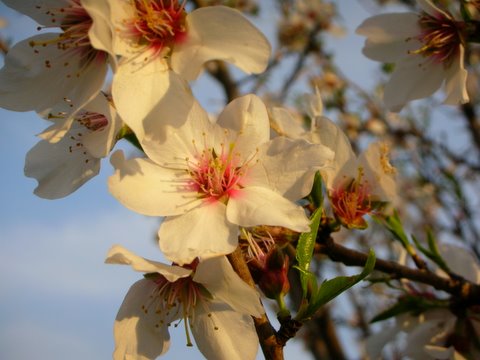 Le bel amandier au seuil du printemps