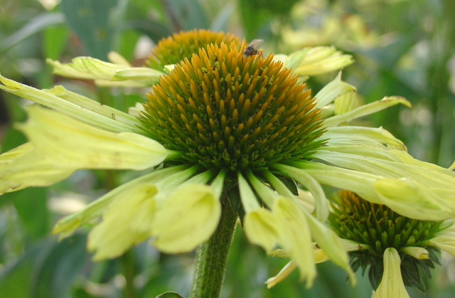 Pas de souci avec les échinacéas