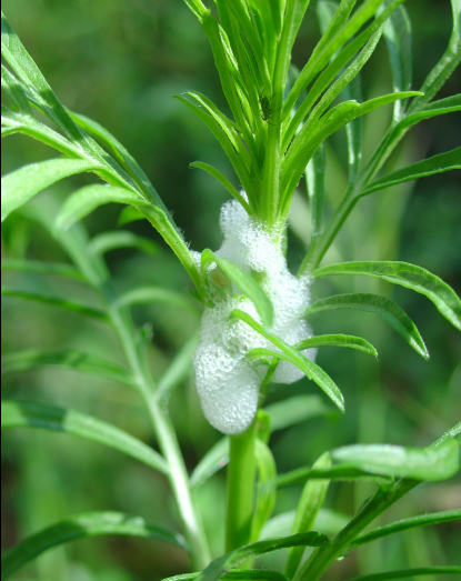 L’écume printanière ou crachat du coucou