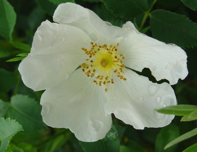 Une fleur toute simple nommée églantine