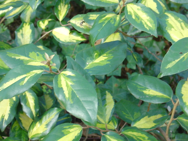 Les eleagnus vont vous étonner