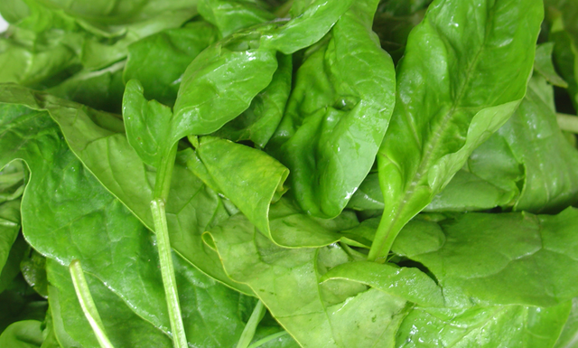 Semez les épinards, c’est le moment!