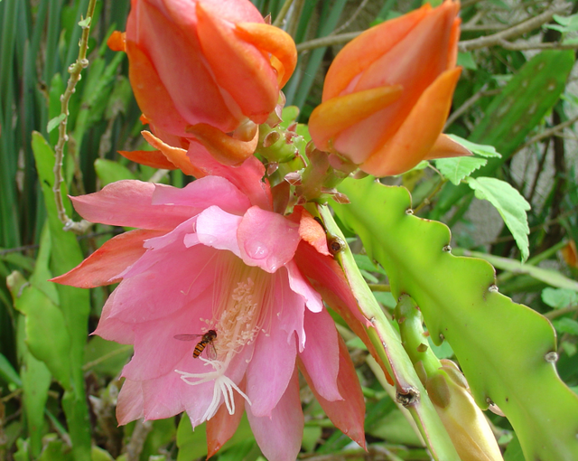 Le nopalxochia appelé « cactus orchidée »