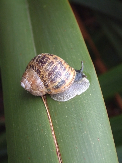 Lents mais voraces, l’escargot et la limace