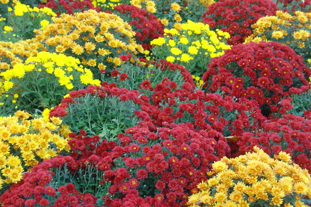 Un marché aux fleurs en automne