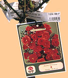 Les étiquettes, un casse-tête!