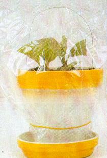 Boutures à l’étouffée