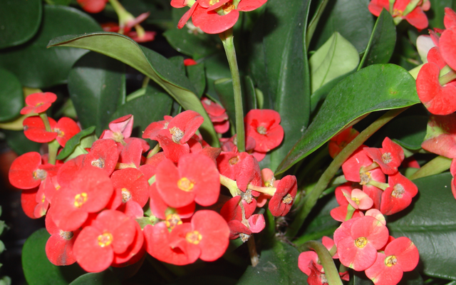 On l’appelle Epine du Christ