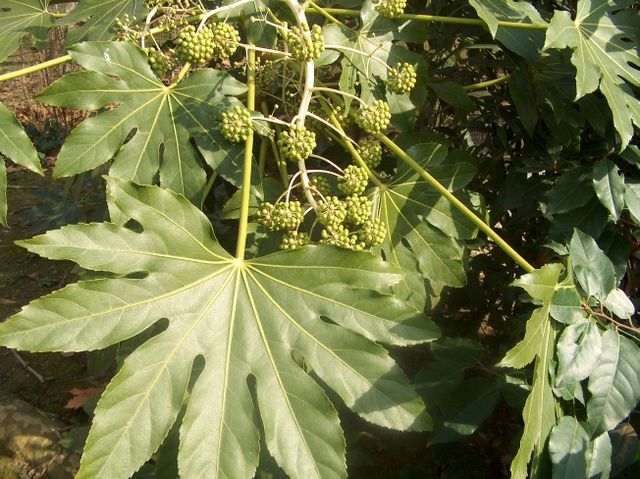 Le fatsia japonica pour une touche d’exotisme
