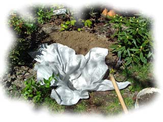 Isoler les plantes de terre de bruyère