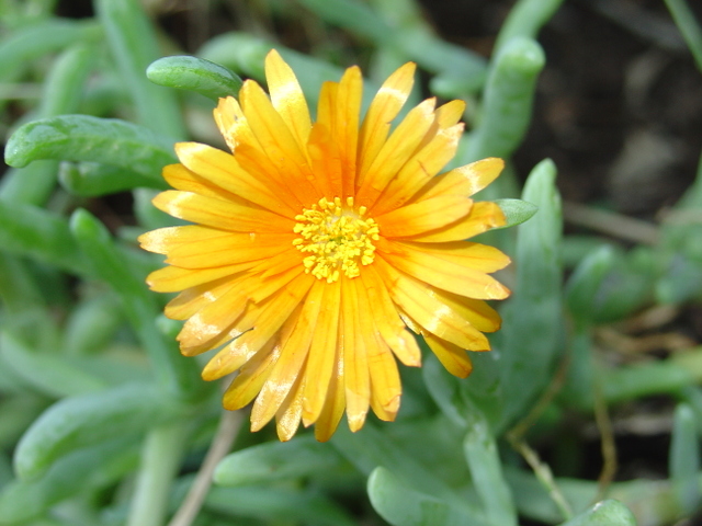 Des ficoides pour un tapis de fleurs