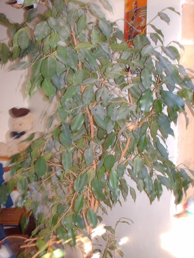 Un ficus benjamina qui souffre