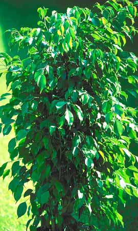 Plantes d’intèrieur