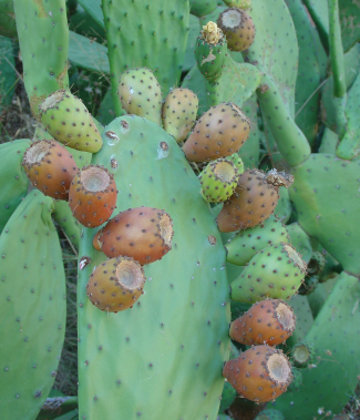 Figuier de barbarie : attention aux piquants!