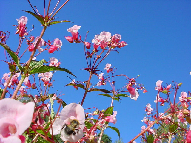 Manifestations au mois de mai
