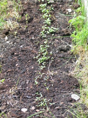 Jardin : différentes techniques pour entretenir le sol (1/8)