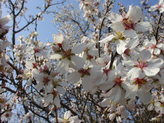 Les amandiers en fleurs: quel spectacle!