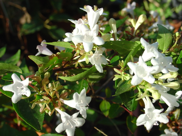 L’abélia au doux parfum