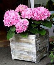 Les hortensias en bouquets secs