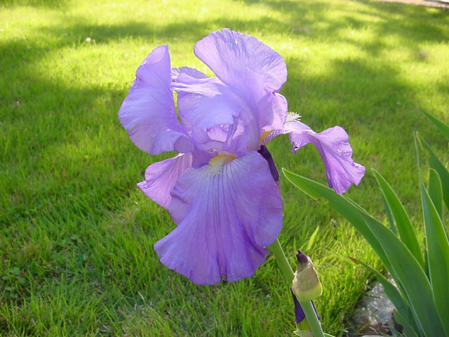 Les iris de jardin