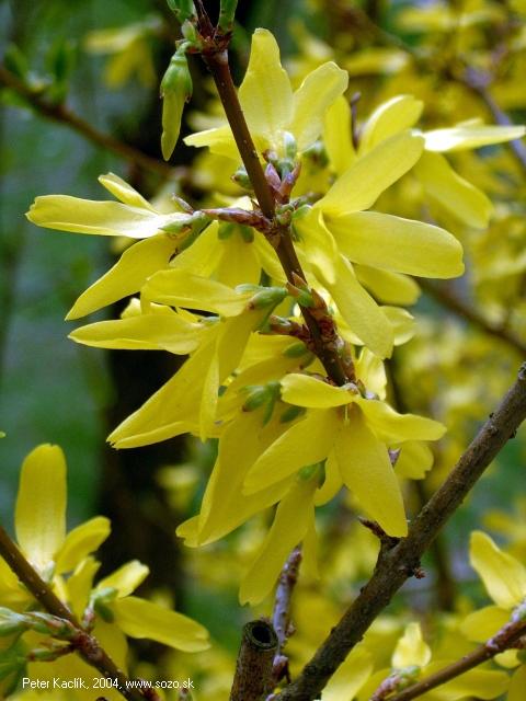Un classique du jardin, le forsythia