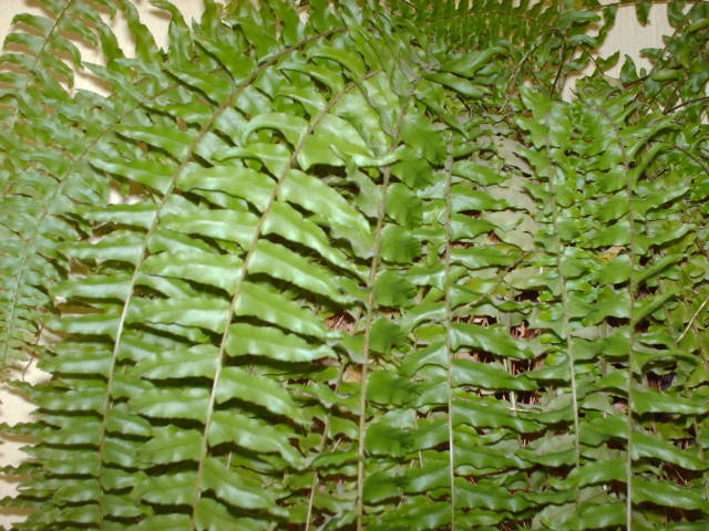 Une fougère dans la maison