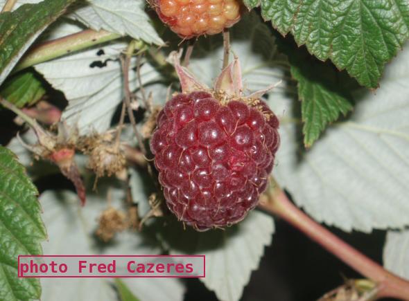 Adoptez les framboisiers remontants