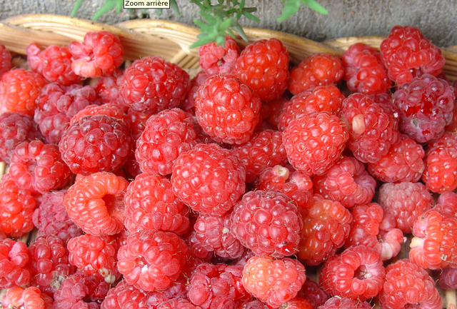 Le bonheur de cueillir des framboises