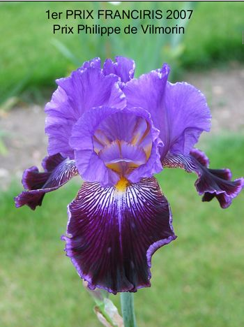 Visitez un jardin d’iris à Jouy-en-Josas (78)