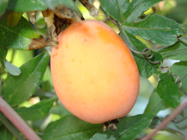 Les beaux fruits décoratifs de la passiflore caerula