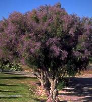 Les tamaris: taillez celui d’été