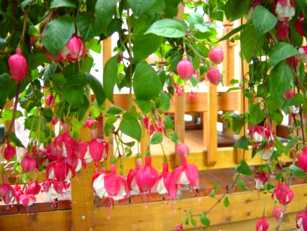 Les manifestations au mois d’août