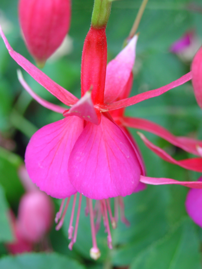 Ils piquent, ils piquent les aleurodes!