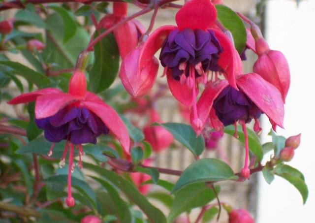 Manifestations au mois de mai