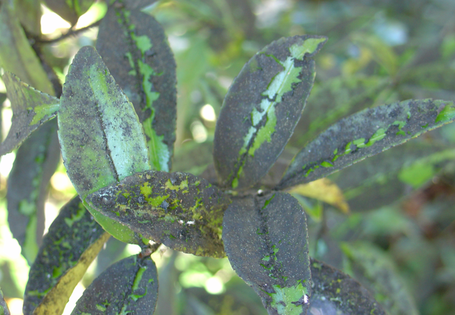 Mais qu’elle est laide cette fumagine!