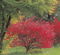 Les fusains caducs, chatoyants en automne