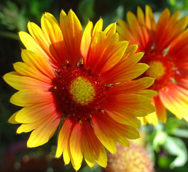 Ces vivaces qui refleurissent chaque année