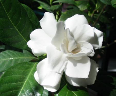 Le gardenia, entre beauté et senteur